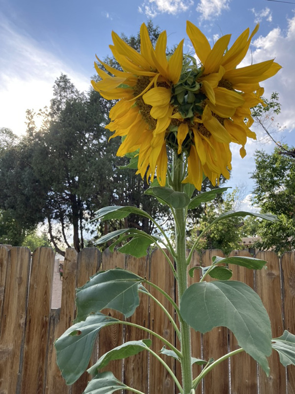 sunflower two spirit vert